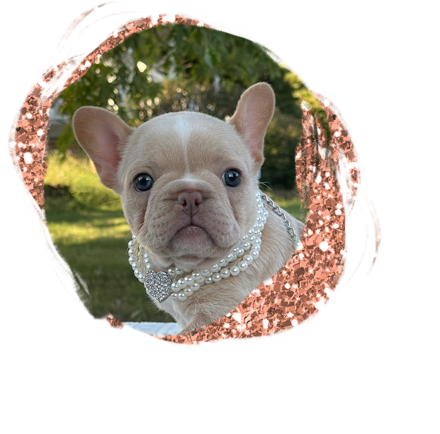 frenchie pup for sale