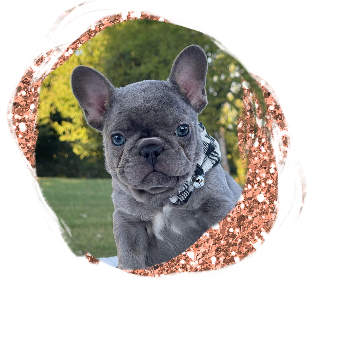 frenchie pup for sale