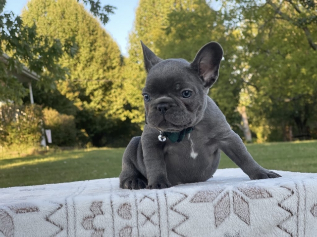 Max - pup for sale
