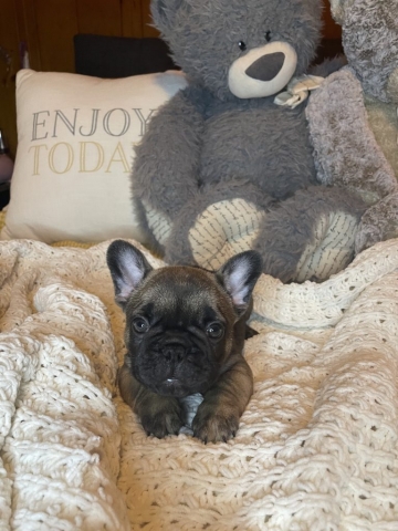 Dick - Frenchie Pup for sale