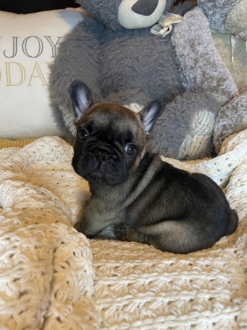 Dick - Frenchie Pup for sale