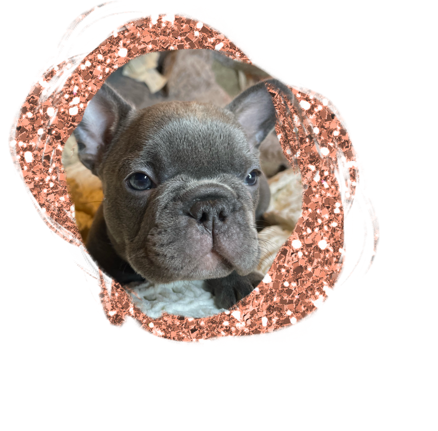harry - frenchie pup for sale