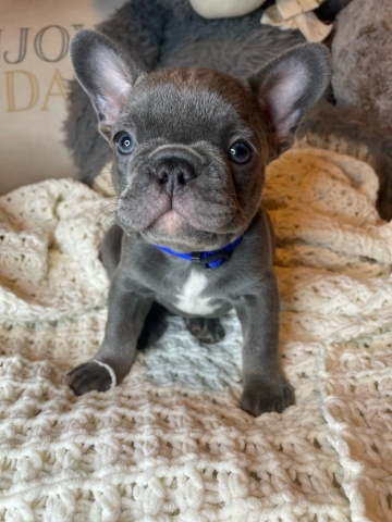 Harry - Frenchie Pup for sale