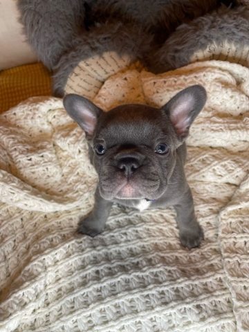 Harry - Frenchie Pup for sale