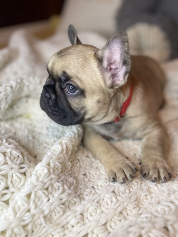 Tom - Frechie Pup for sale